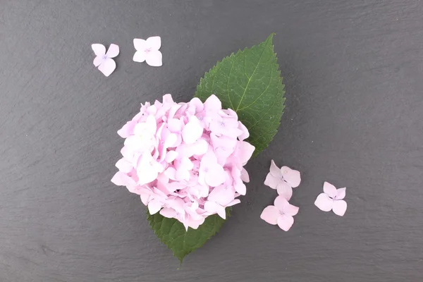 Hydrangea flower head — Stock Photo, Image