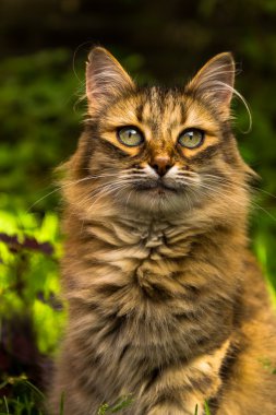 Yakın çekim portre bir araba