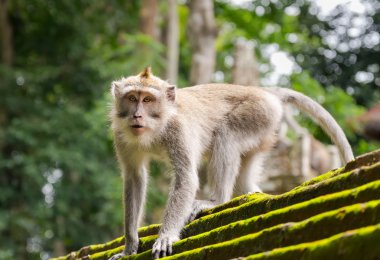 Maymun ormanındaki hayvan Ubud, Bali Adası.