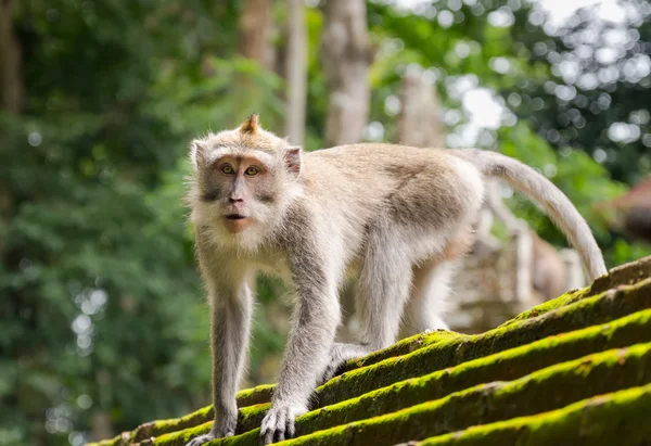 Singe dans la forêt animale, Ubud, Bali Island . — Photo