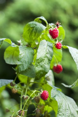 Güzel kırmızı ve olgun ahududular yeşil bir çalıda asılı, yaz güneşinde olgunlaşıyor..