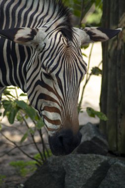 Kafası eğik bir zebra ve görünüşe göre üzgün bir yüzü var. Bu da eğik kulaklarından anlaşılıyor. Arka planda taşlar ve yeşil bitki örtüsü.