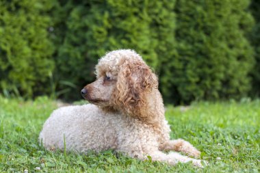 Orta boy kayısı renkli kaniş çimenlerin üzerinde uzanmış yeşilliklerle çevrili ve fotoğraf için gururla poz veriyor..