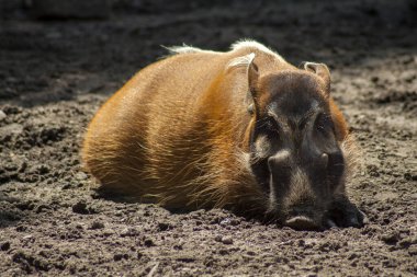Çamurda yüzen ve güneşin altında güneşlenen bir domuz..