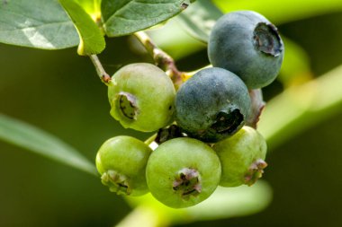Olgun ve olgunlaşmamış yaban mersini meyvesi hâlâ çalıların üzerinde duruyor. Arka planda, diğer bahçe bitkilerinin yeşillikleri var..