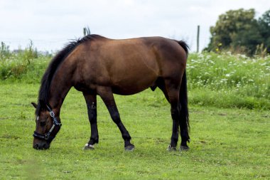 Yoğun yeşil bir çayırda otlayan kahverengi bir at ve lezzetli, taze otların tadını çıkarıyor. Arka planda ağaçlar ve beyaz bulutlarla kaplı mavi gökyüzü var..