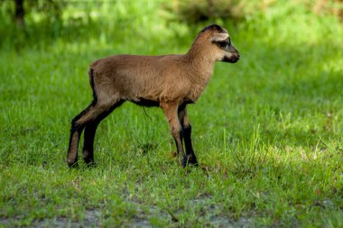 Genç Kamerun koyunları yeşil bir çayırda otluyor..