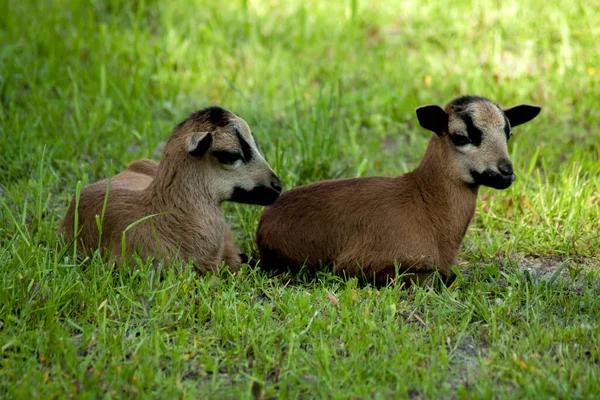 Dwie Młode Owce Kamerunu Pasące Się Zielonej Łące — Zdjęcie stockowe