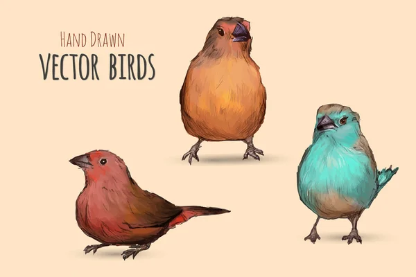 Egzotik kuşlar. El göstermek