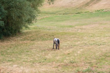 Romanya 'da at yemek yiyor. Seçici Odaklanma