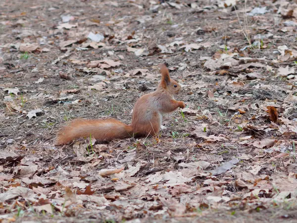 Écureuil roux drôle avec le visage effrayant posant dans le parc — Photo