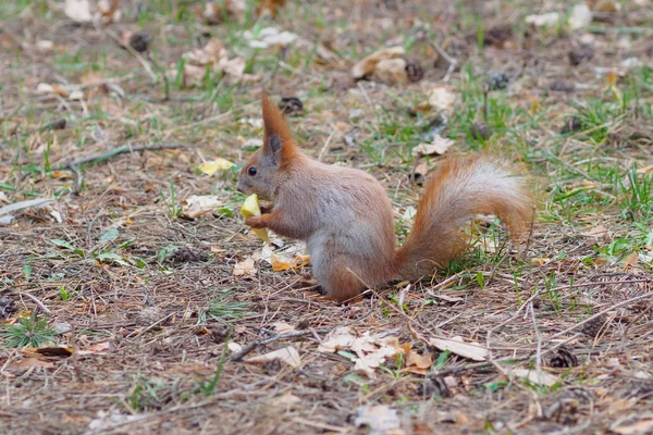 Écureuil roux mignon mangeant des pommes et posant dans le parc — Photo