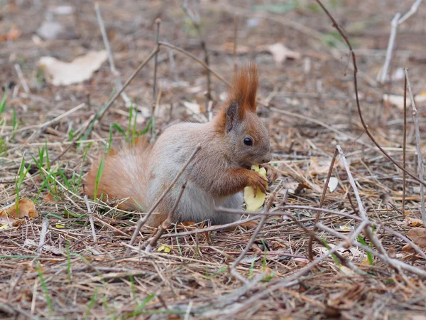 Écureuil roux mignon mangeant des pommes et posant dans le parc — Photo