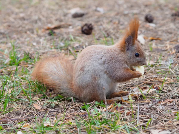 Écureuil roux mignon mangeant des pommes comme des humains et posant dans le parc — Photo