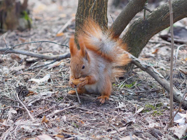 Carino scoiattolo rosso mangiare noce umana-like e in posa nel parco — Foto Stock