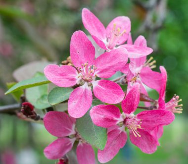 Güzel pembe sakura çiçek blossom portre