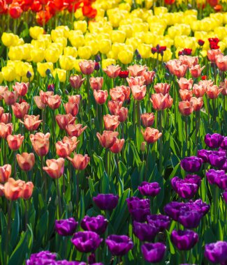 Güzel multi renk Lale çiçek alan