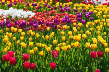 Güzel multi renk Lale çiçek alan