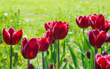 Güzel kırmızı lale çiçek portre