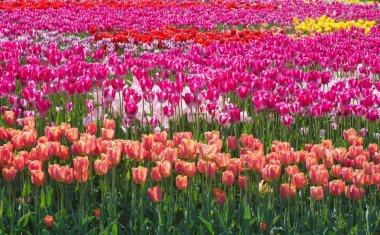 Güzel multi renk Lale çiçek alan