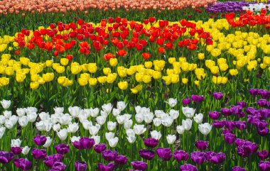 Güzel multi renk Lale çiçek alan