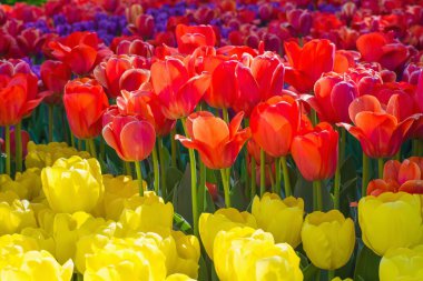 Güzel multi renk Lale çiçek alan