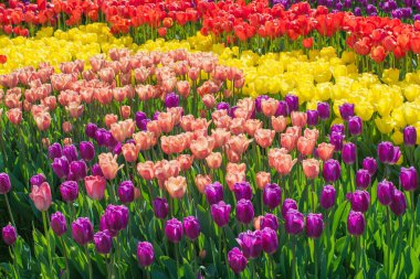Güzel multi renk Lale çiçek alan