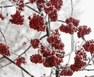 Kar ve buz closeup ile kaplı donmuş rowan berry ağaç