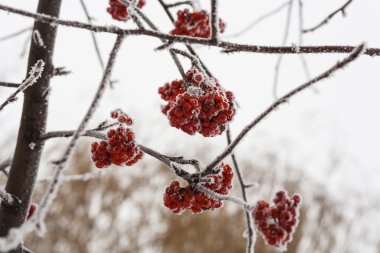 Kar ve buz closeup ile kaplı donmuş rowan berry ağaç