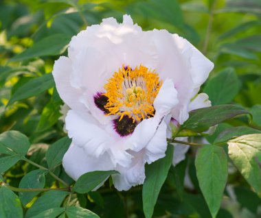 Güzel açık Şakayık çiçeği bud yakın çekim