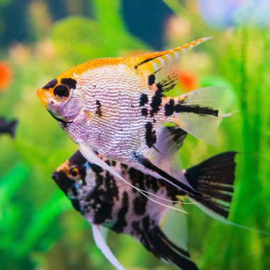 İki muhteşem pterophyllum balıkları akvaryum