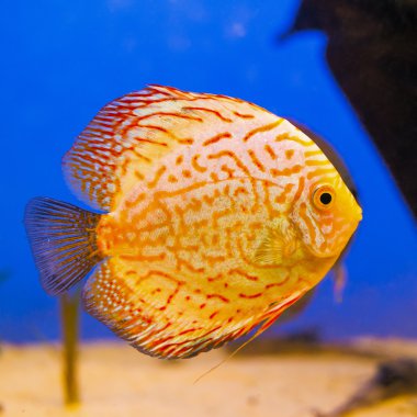 Turuncu akvaryum balık Discus kabarcıkları ile mavi arka plan üzerinde