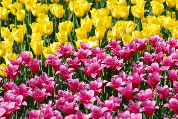 Красивые многоцветные цветы тюльпан поле — стоковое фото