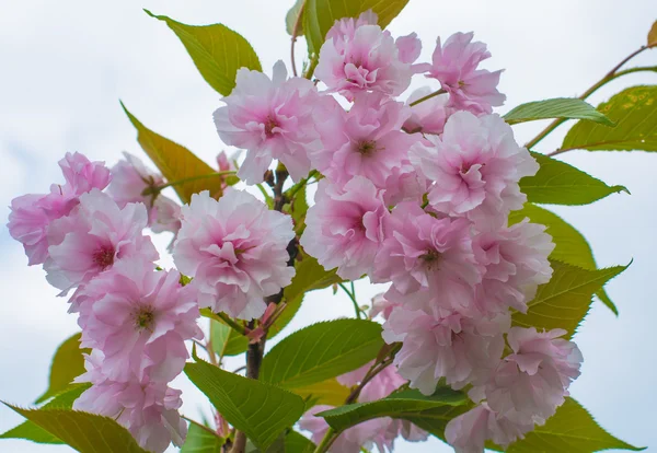 Hermosa rosa sakura flores rama flor primer plano —  Fotos de Stock