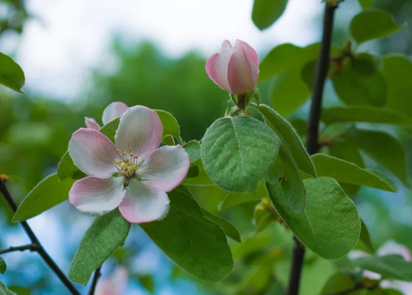 美しいアップル ツリーの花クローズ アップ — ストック写真