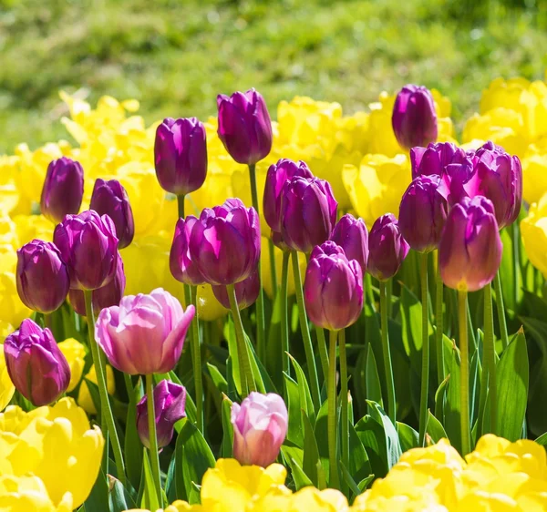 Красивые фиолетовые и желтые цветы тюльпан крупным планом — стоковое фото
