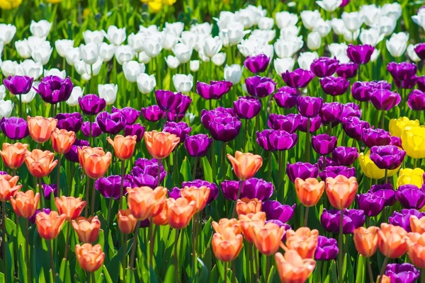 Güzel multi renk Lale çiçek alan — Stok fotoğraf