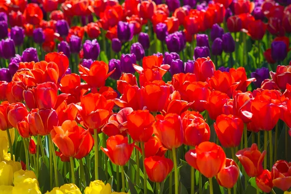 Красивые многоцветные цветы тюльпан поле — стоковое фото