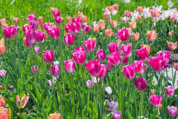 Красивые розовые цветы тюльпан на зеленом фоне травы крупным планом — стоковое фото