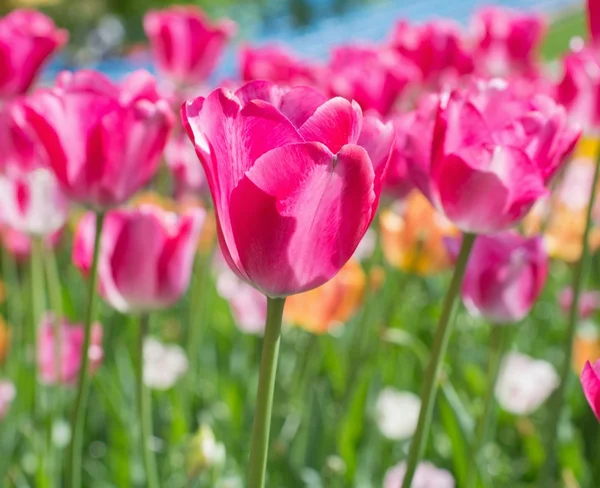 Красивые розовые цветы тюльпан на зеленом фоне травы крупным планом — стоковое фото