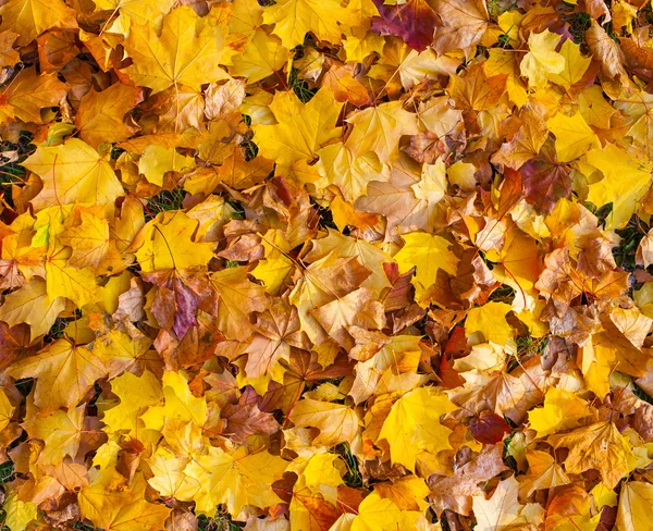 Beautiful yellow and orange autumn maple leaves carpet pattern — Stock Photo, Image