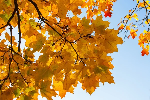 Beautiful yellow and orange autumn maple leaves over blue sky closeup — Stock Photo, Image