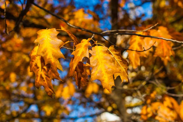 Beautiful yellow and orange autumn maple leaves over blue sky closeup — Stock Photo, Image