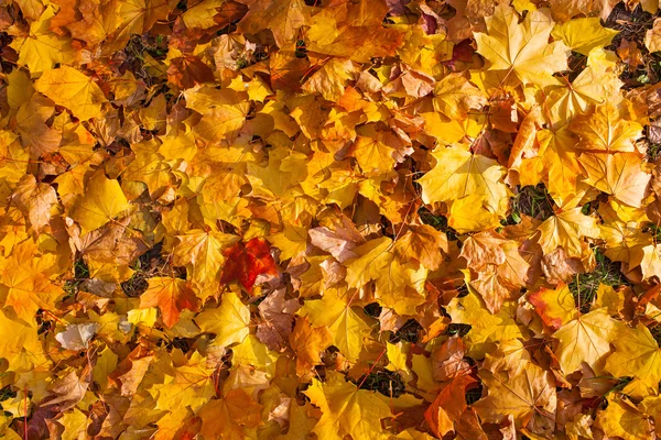 Beautiful yellow and orange autumn maple leaves carpet pattern — Stock Photo, Image