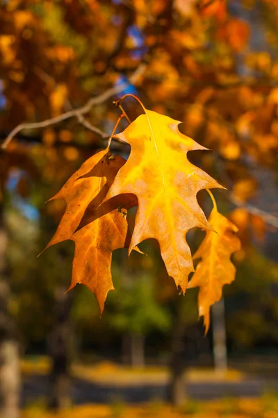 Beautiful yellow and orange autumn maple leaves closeup — Stock Photo, Image