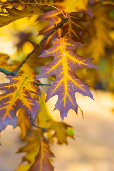 Beautiful yellow and orange autumn maple leaves closeup — Stock Photo, Image