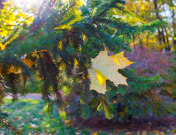 Beautiful yellow and orange single autumn maple leaf on the spruce tree branch in the evening sun closeup — Stock Photo, Image