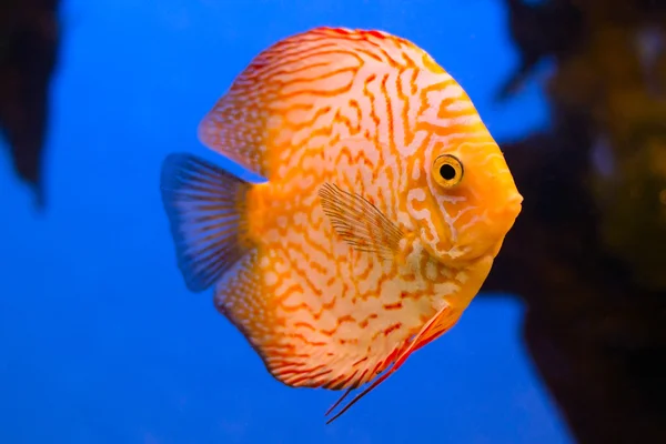 Pesce d'acquario arancione Discus su fondo blu con bolle — Foto Stock