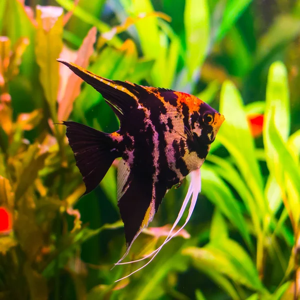 Single gorgeous pterophyllum fishes in aquarium — Stock Photo, Image