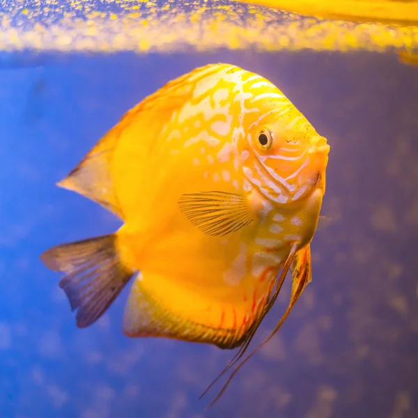 Pesce d'acquario arancione Discus su fondo blu con bolle — Foto Stock